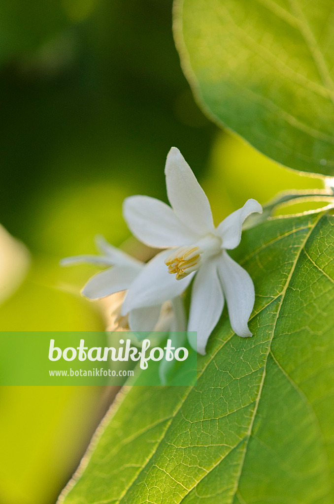 518130 - Snowdrop bush (Styrax officinalis)