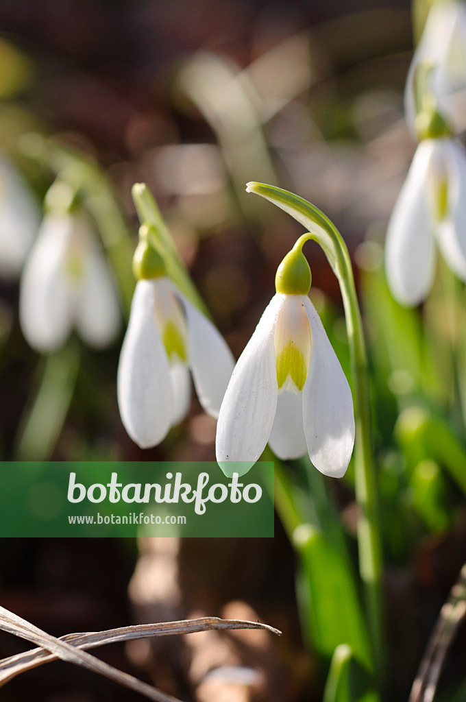 482053 - Snowdrop (Galanthus plicatus)