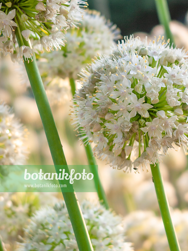 415044 - Snowdrop onion (Allium galanthum)