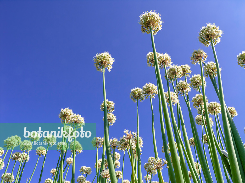 439252 - Snowdrop onion (Allium galanthum)