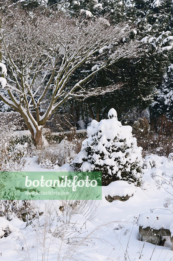 491049 - Snowy perennial garden