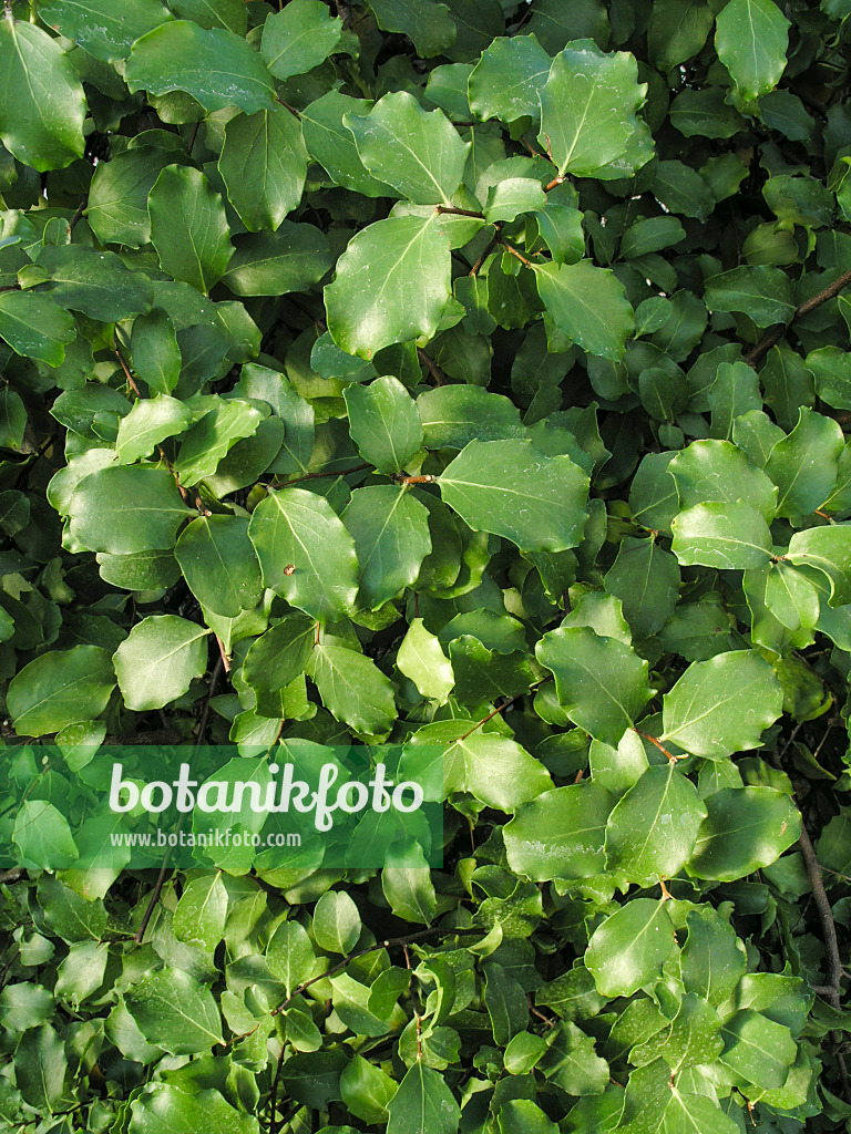 421006 - Soap bark tree (Quillaja saponaria)