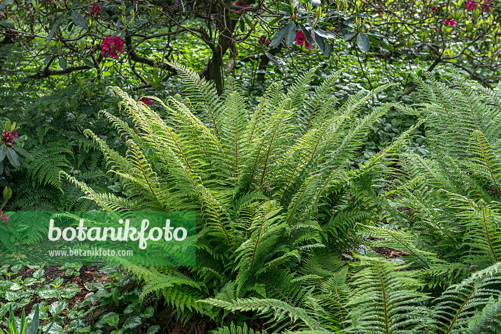 651442 - Soft shield fern (Polystichum setiferum 'Proliferum')