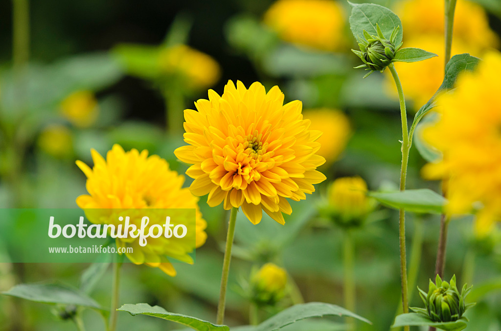 523139 - Soleil vivace (Helianthus decapetalus 'Soleil d'Or')