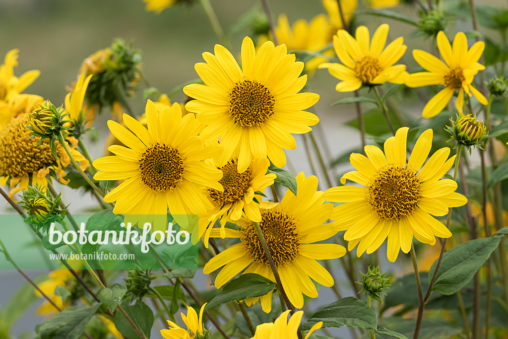 664173 - Soleil vivace (Helianthus decapetalus 'Triomphe de Gand')