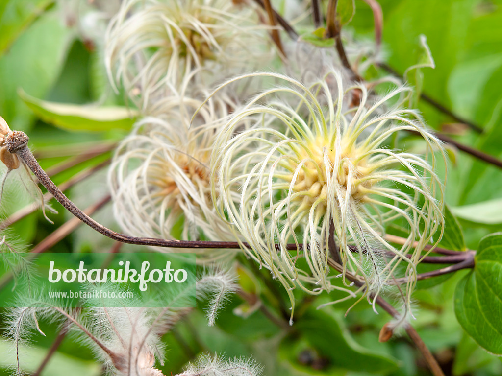 463153 - Solitary clematis (Clematis integrifolia)