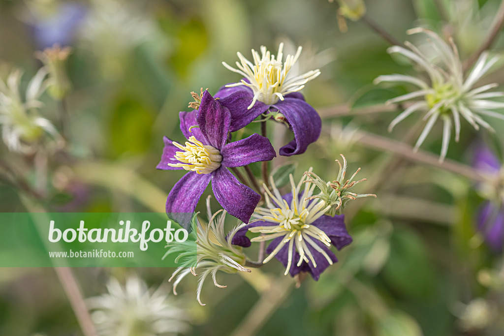 607030 - Solitary clematis (Clematis integrifolia 'Aromatica')