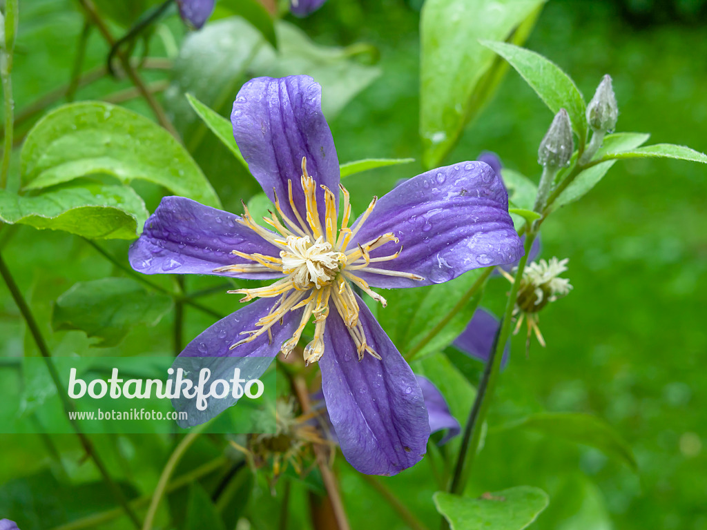 450057 - Solitary clematis (Clematis integrifolia 'Juuli')