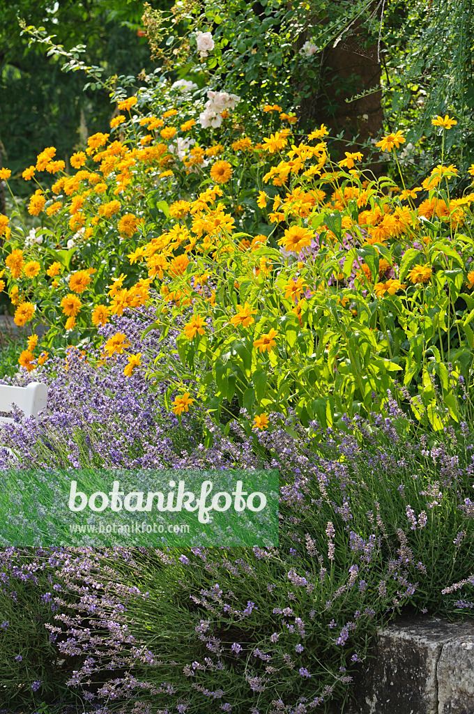 486126 - Sonnenauge (Heliopsis helianthoides) und Echter Lavendel (Lavandula angustifolia)