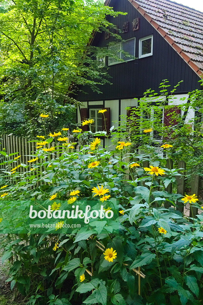 670013 - Sonnenauge (Heliopsis helianthoides var. scabra)