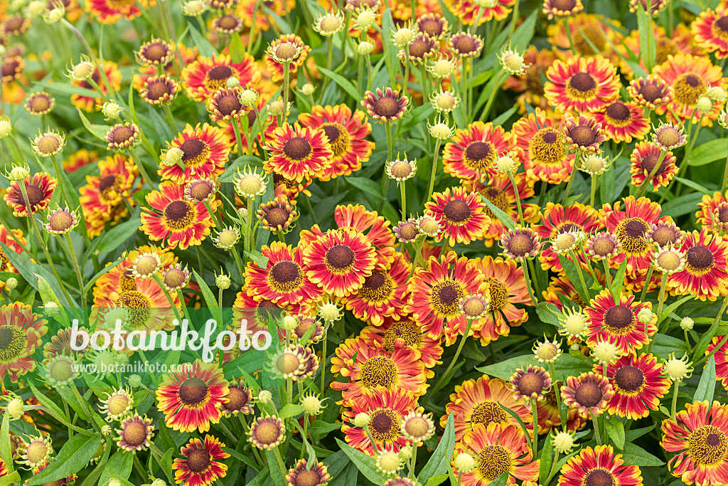 675043 - Sonnenbraut (Helenium Bandora)