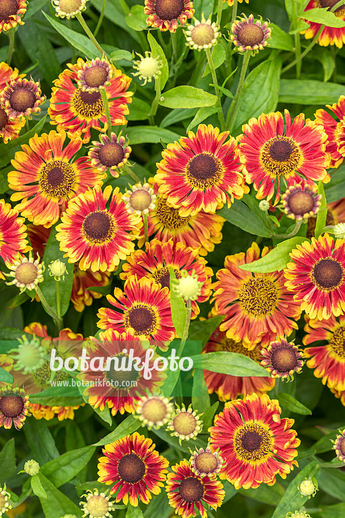 675044 - Sonnenbraut (Helenium Bandora)