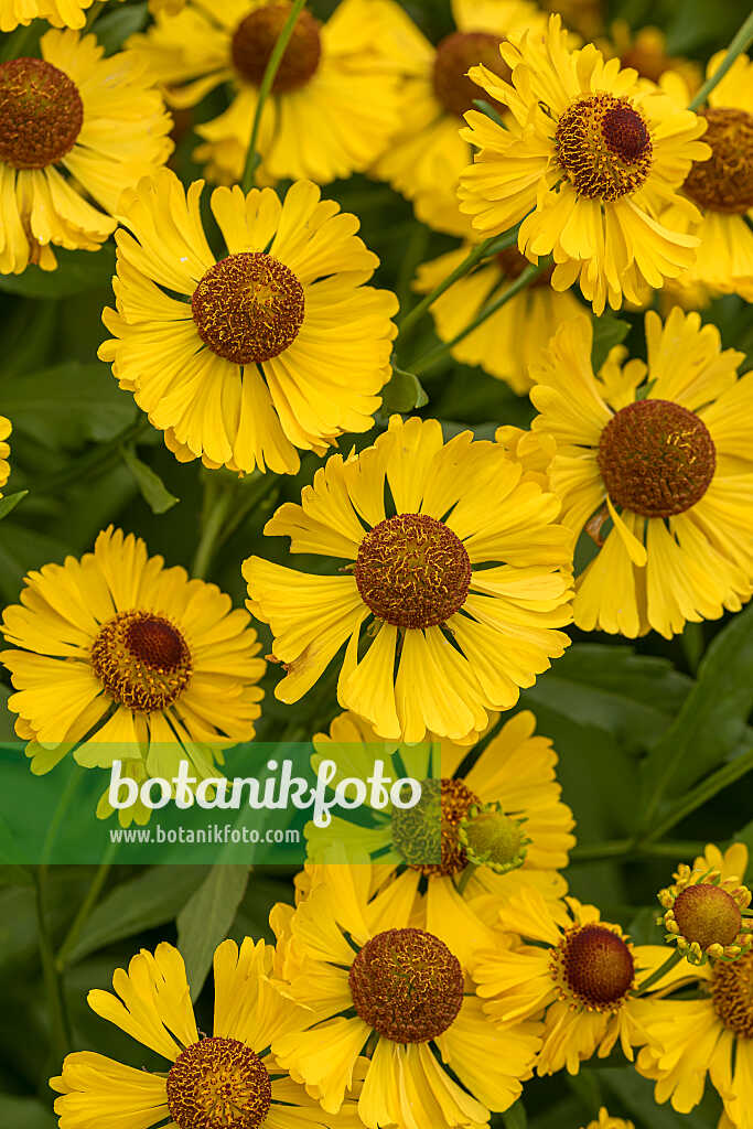 675049 - Sonnenbraut (Helenium Bressingham Gold)