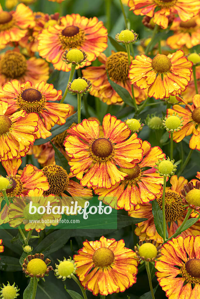 675051 - Sonnenbraut (Helenium Can Can)