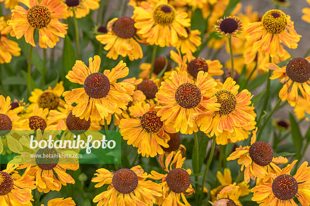 675052 - Sonnenbraut (Helenium Carmen)