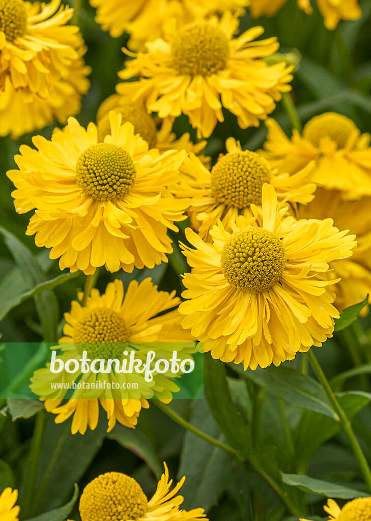 675054 - Sonnenbraut (Helenium Double Trouble)