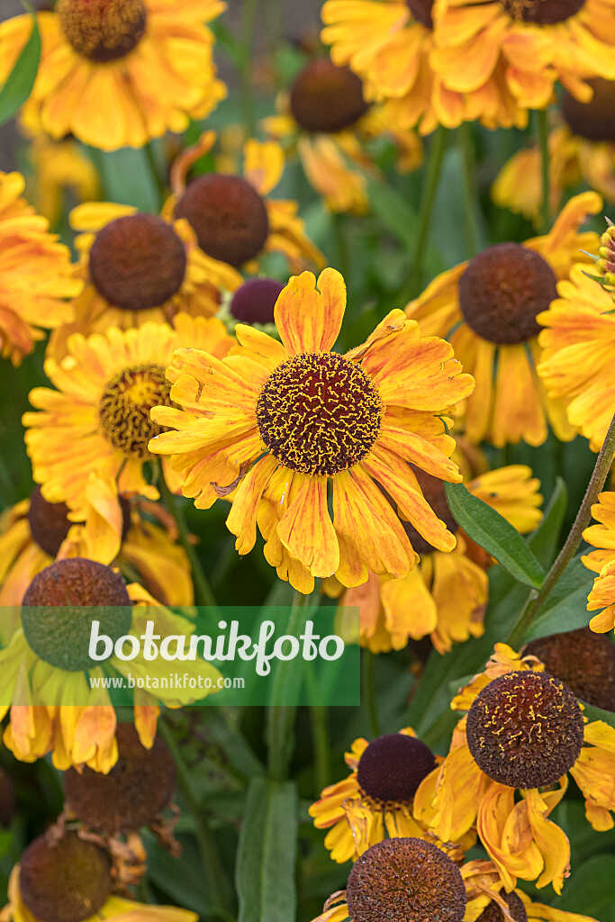 675055 - Sonnenbraut (Helenium Goldfuchs)