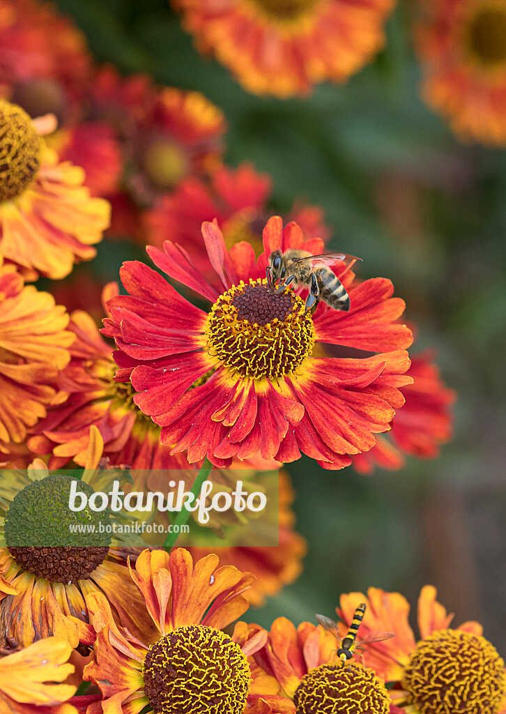 675065 - Sonnenbraut (Helenium Salsa)