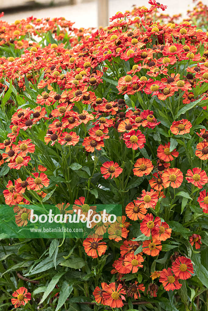 675070 - Sonnenbraut (Helenium Sophie zur Linden)