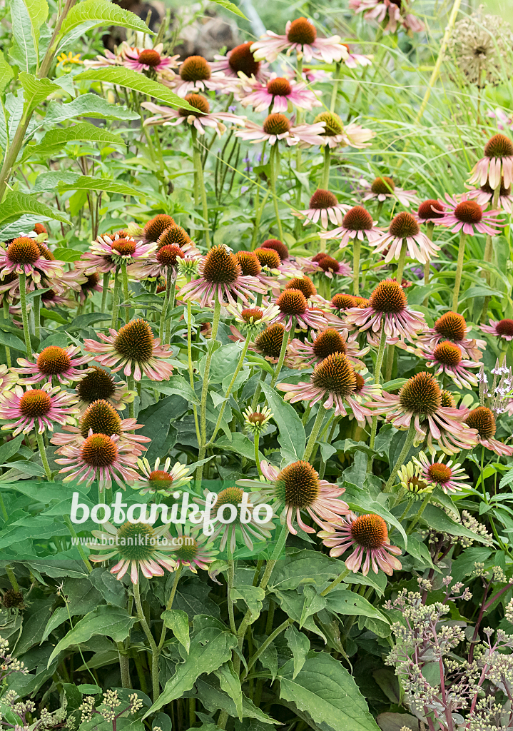 664126 - Sonnenhut (Echinacea purpurea 'Green Twister')