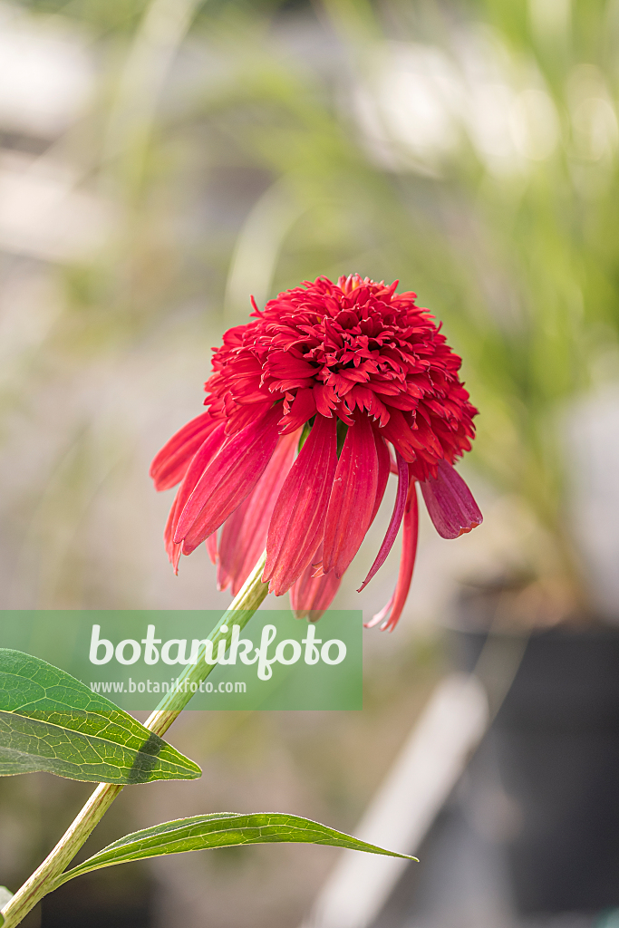 664127 - Sonnenhut (Echinacea purpurea 'Hot Papaya')