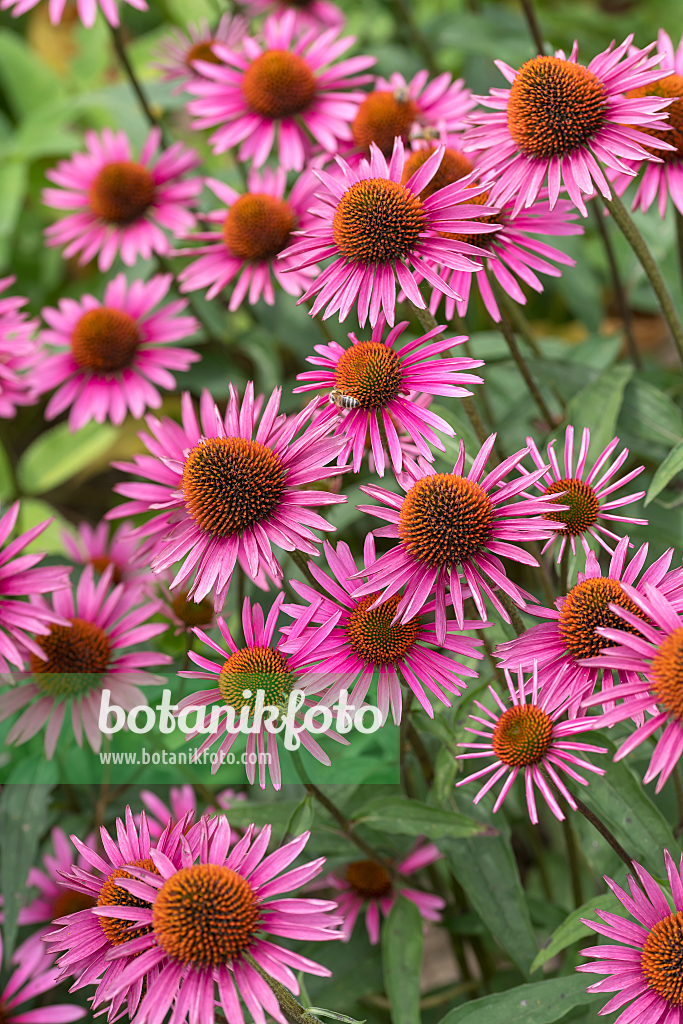 664128 - Sonnenhut (Echinacea purpurea 'Pica Bella')