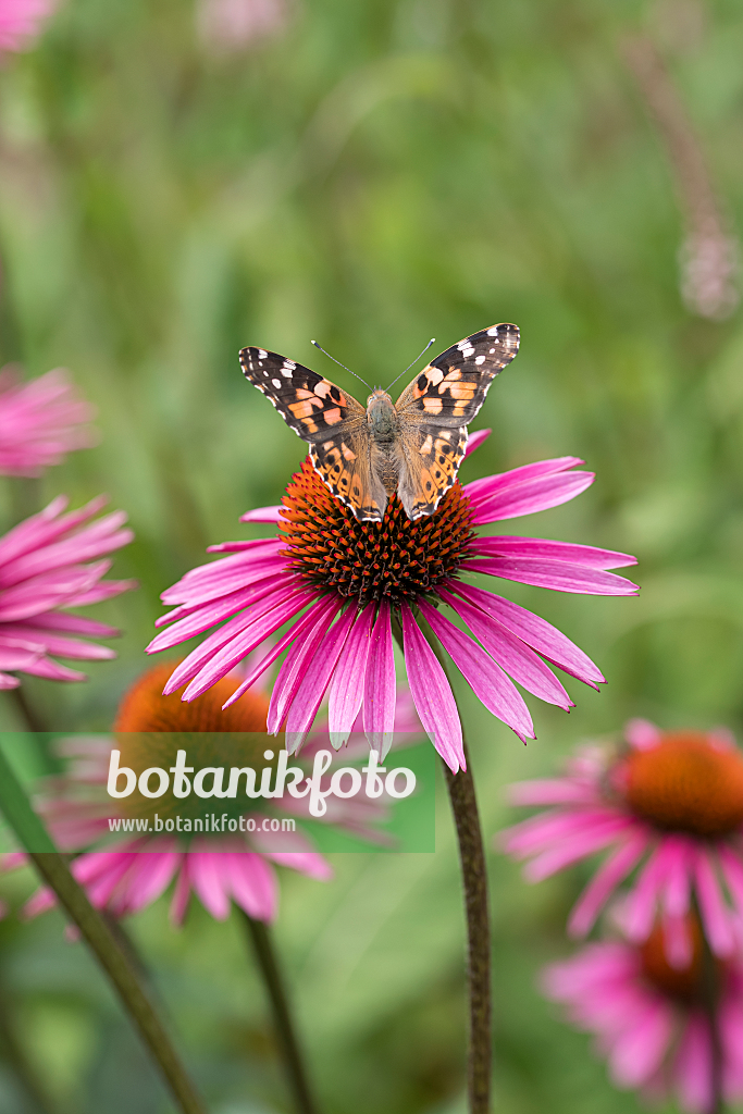 664129 - Sonnenhut (Echinacea purpurea 'Pica Bella')