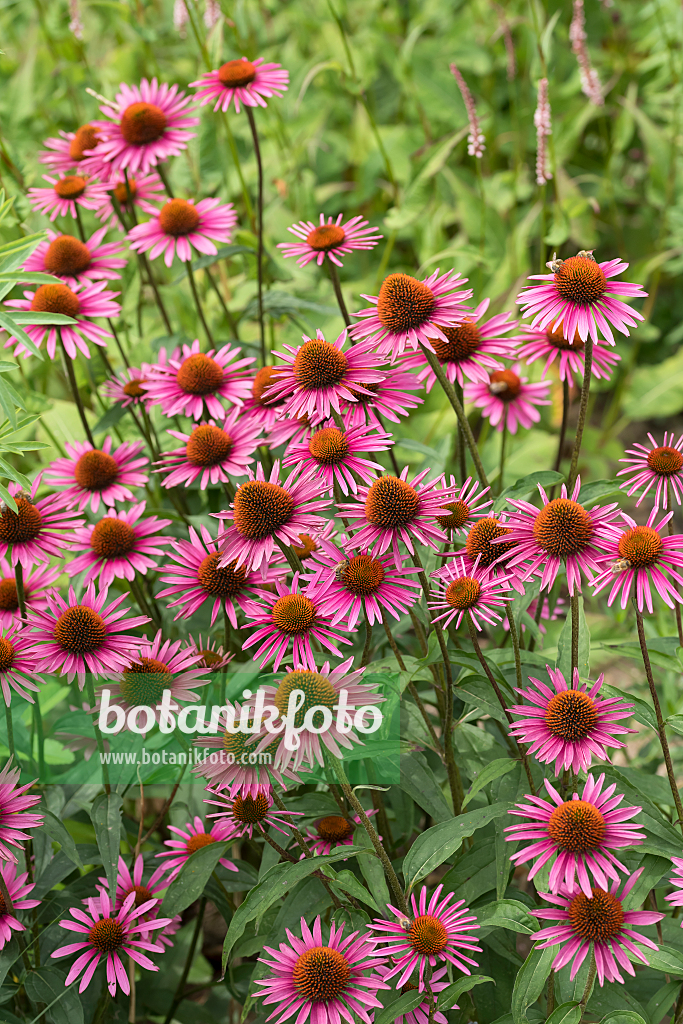 664130 - Sonnenhut (Echinacea purpurea 'Pica Bella')