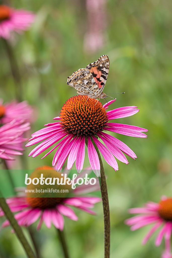 664131 - Sonnenhut (Echinacea purpurea 'Pica Bella')
