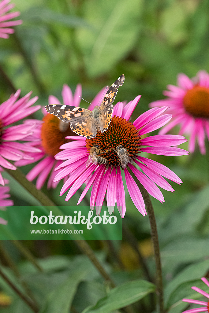 664132 - Sonnenhut (Echinacea purpurea 'Pica Bella')