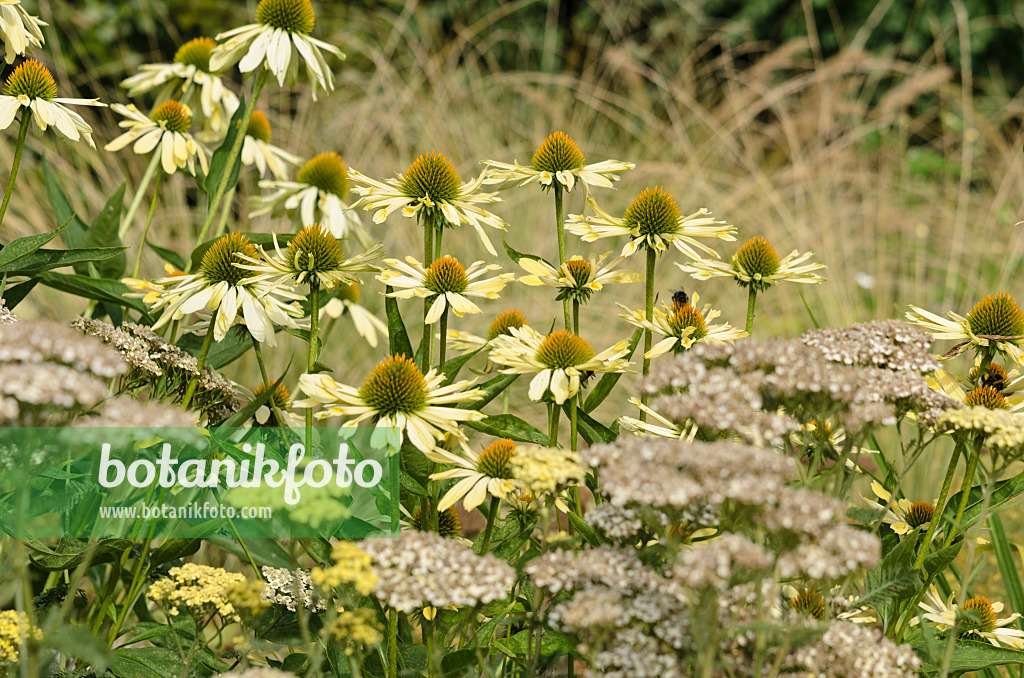 523035 - Sonnenhut (Echinacea purpurea 'Sunrise')