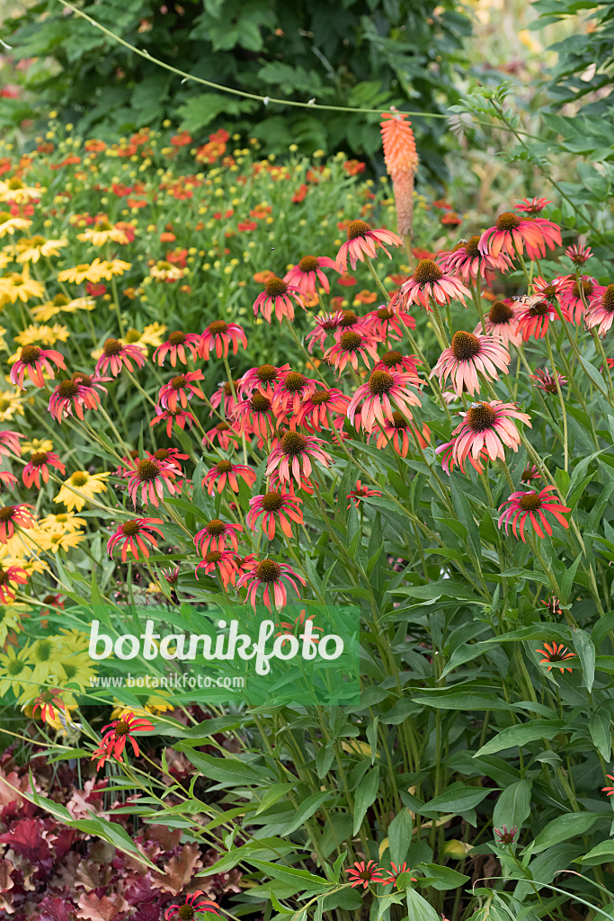 664123 - Sonnenhut (Echinacea purpurea 'Tomato Soup')