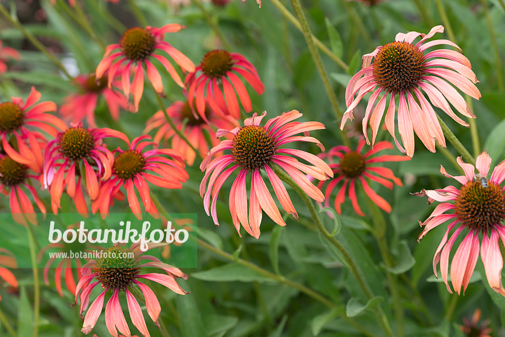 664124 - Sonnenhut (Echinacea purpurea 'Tomato Soup')