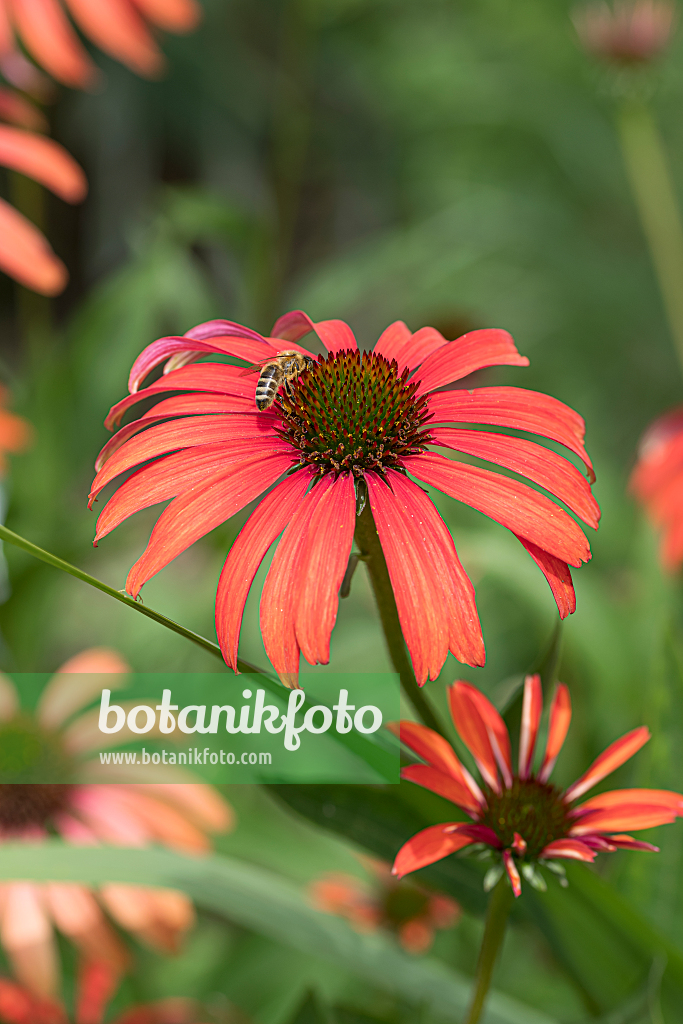 664125 - Sonnenhut (Echinacea purpurea 'Tomato Soup')