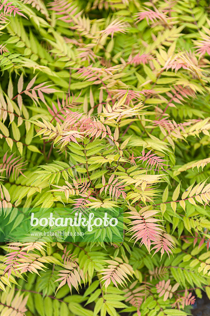 651529 - Sorbaire à feuilles de sorbier (Sorbaria sorbifolia 'Sem')