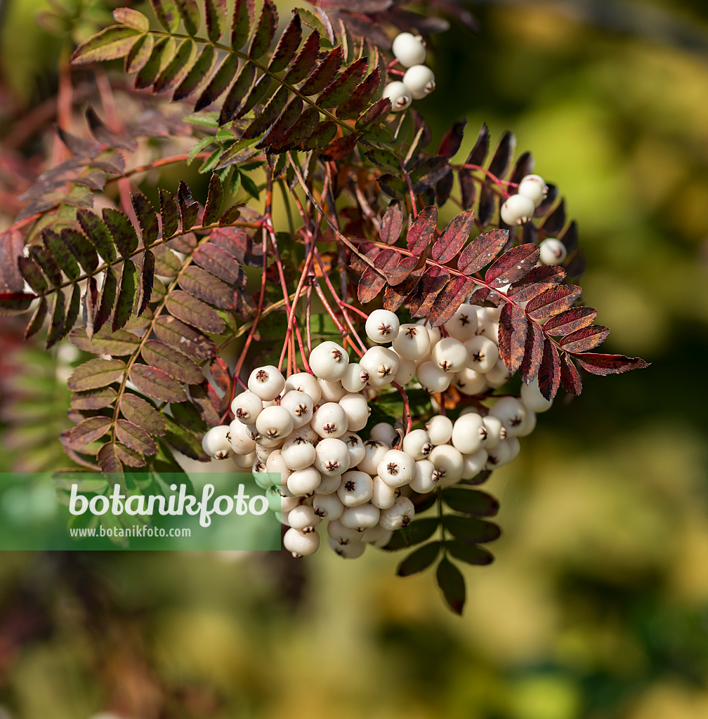 664434 - Sorbus koehneana