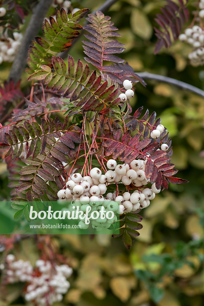 664435 - Sorbus koehneana