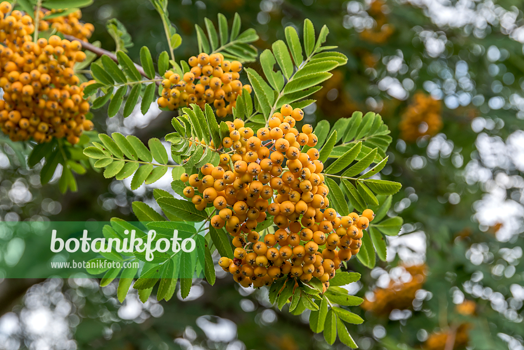 664436 - Sorbus x arnoldiana 'Golden Wonder'