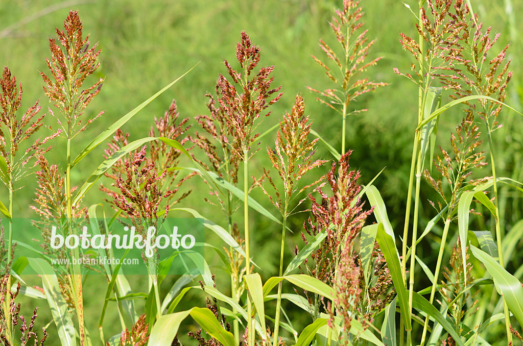 535054 - Sorghum bicolor