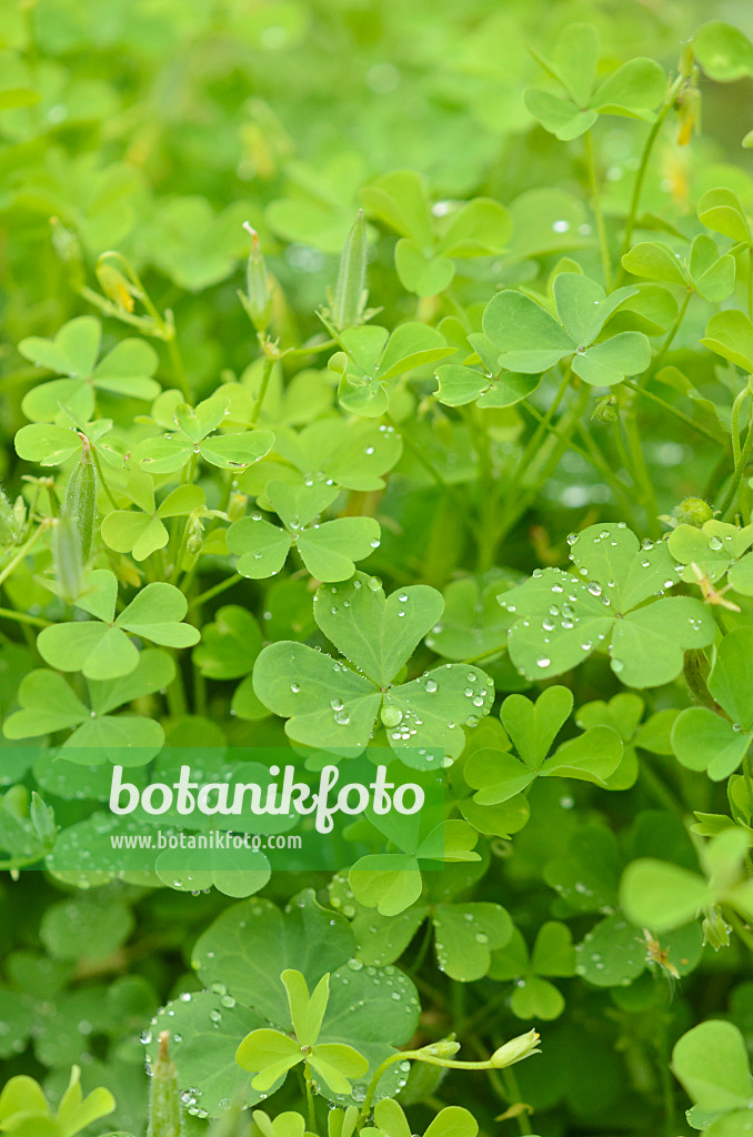 547391 - Sorrel (Oxalis fontana)