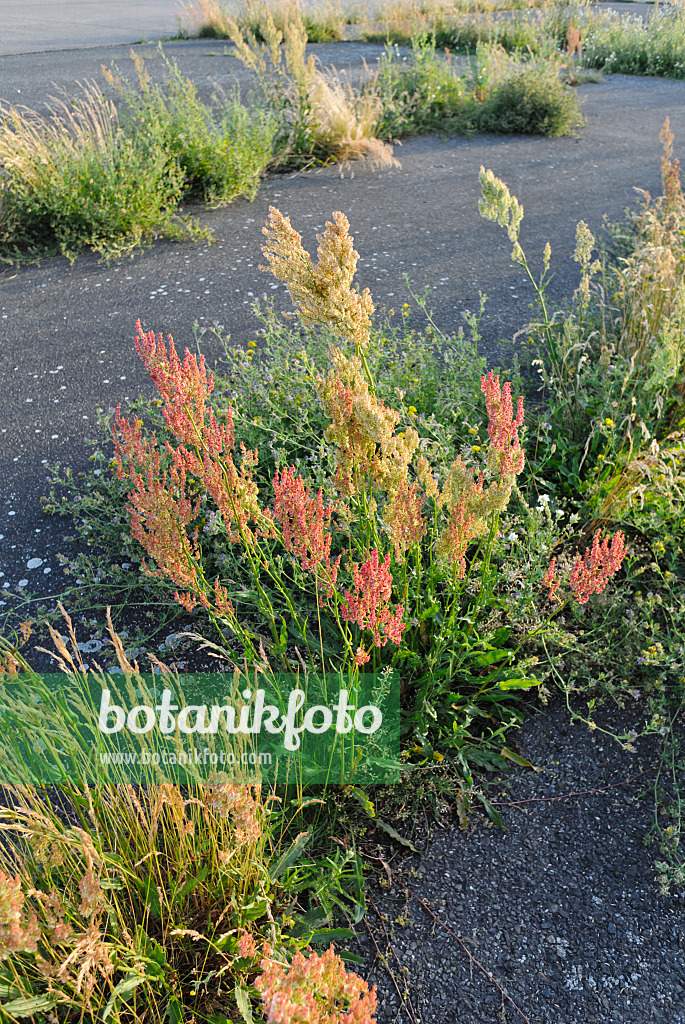534144 - Sour dock (Rumex acetosa)