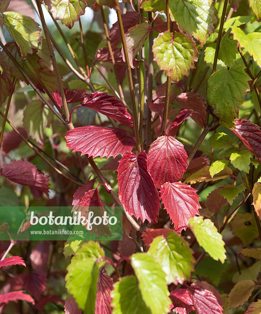 651563 - Southern arrowwood (Viburnum dentatum 'Blue Muffin')
