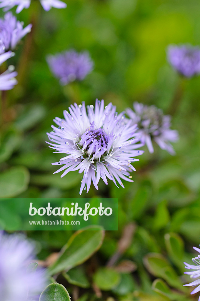 484032 - Southern ball flower (Globularia meridionalis)