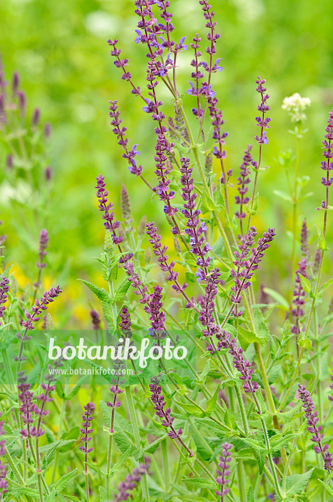 485176 - Southern meadow sage (Salvia virgata)