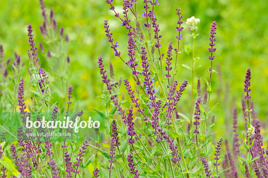 485177 - Southern meadow sage (Salvia virgata)