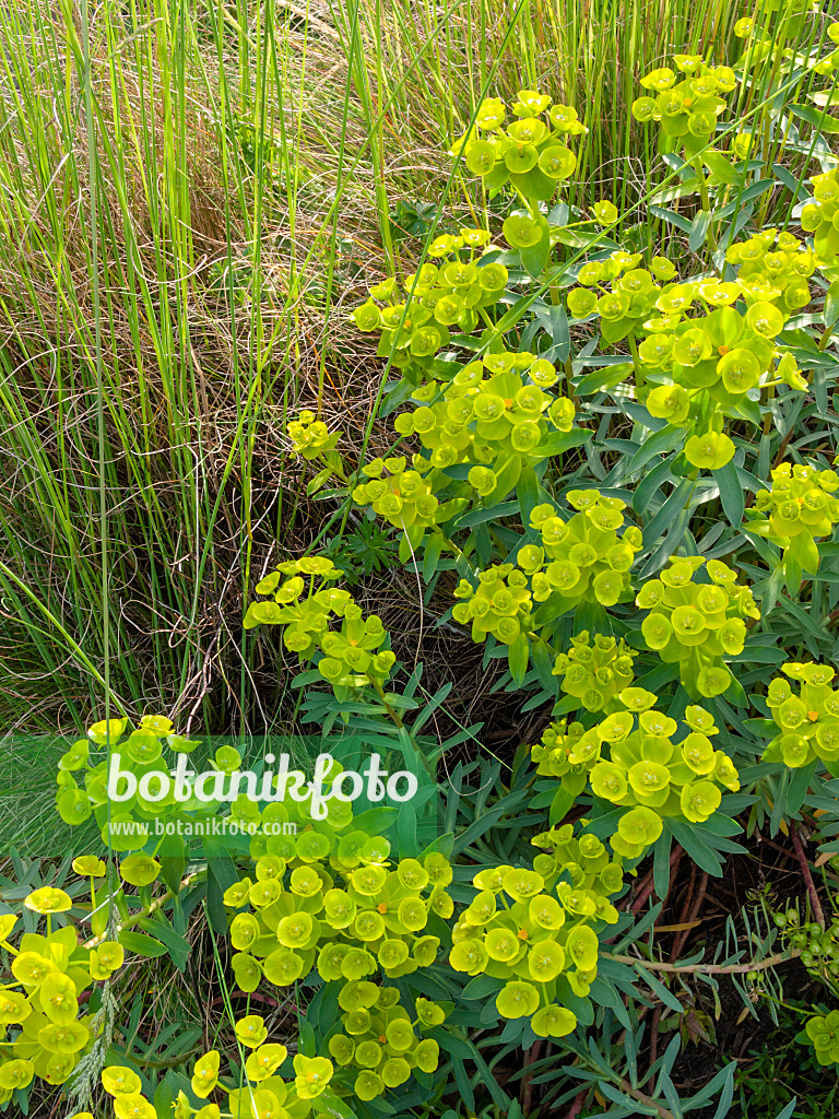 413063 - Southern spurge (Euphorbia nicaeensis)