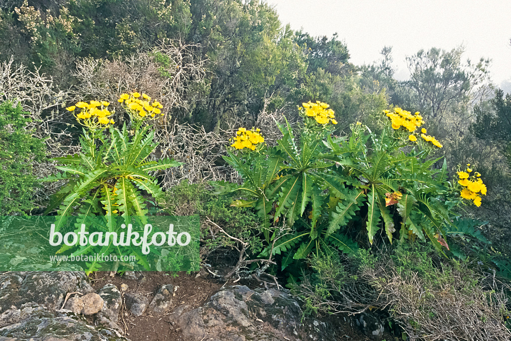 363003 - Sow thistle (Sonchus), Garajonay National Park, La Gomera, Spain