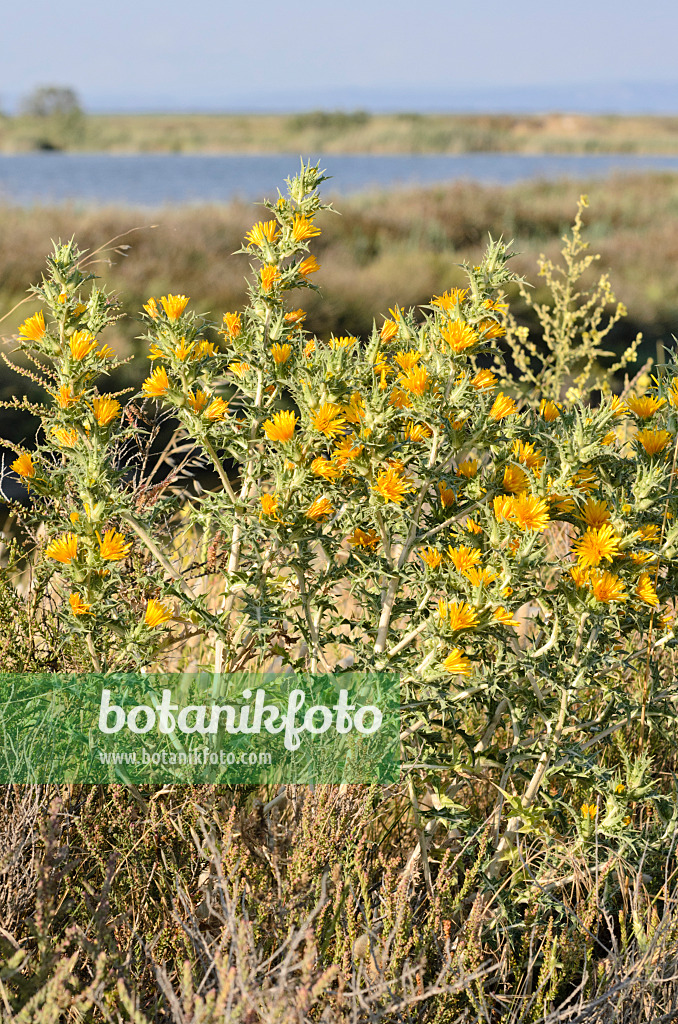 557272 - Spanische Golddistel (Scolymus hispanicus), Camargue, Frankreich