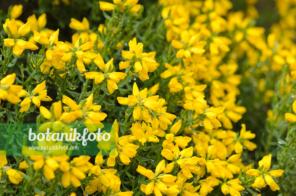 520235 - Spanischer Ginster (Genista hispanica)