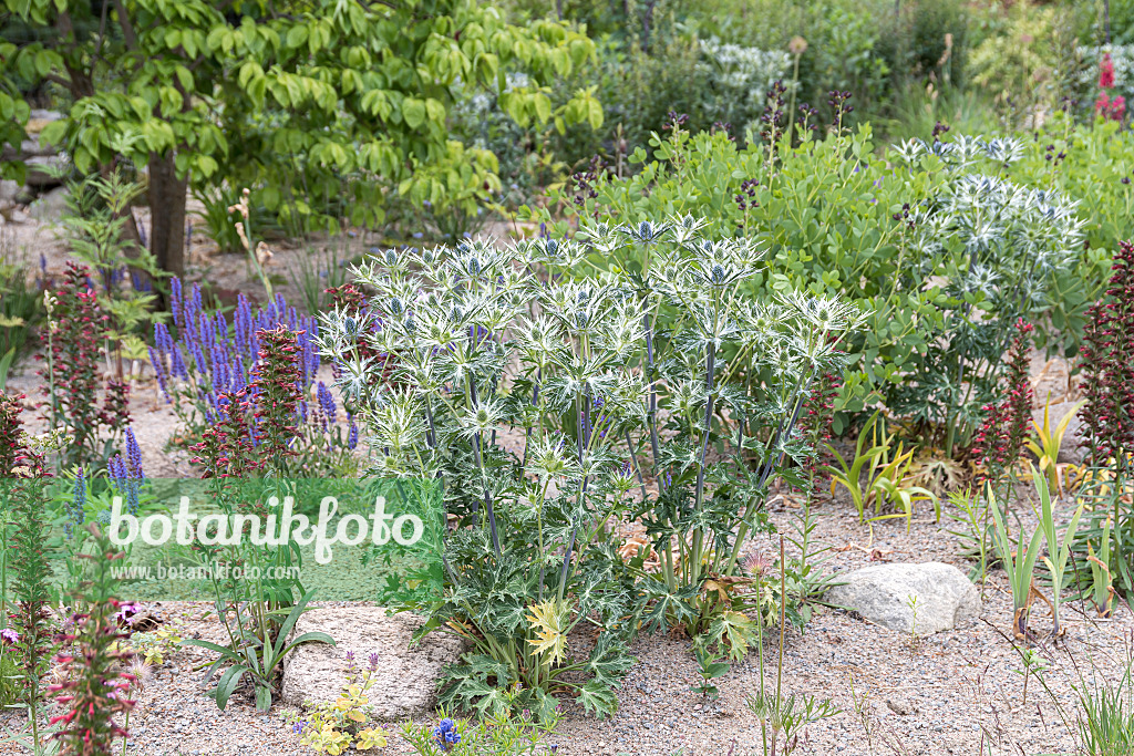 651243 - Spanischer Mannstreu (Eryngium bourgatii)